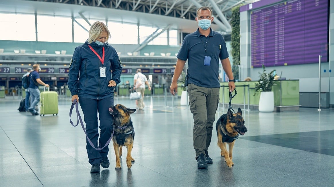 a-male-and-a-female-security-agent-walk-an-airport-with-dogs-on-leash-presenteeism-in-government